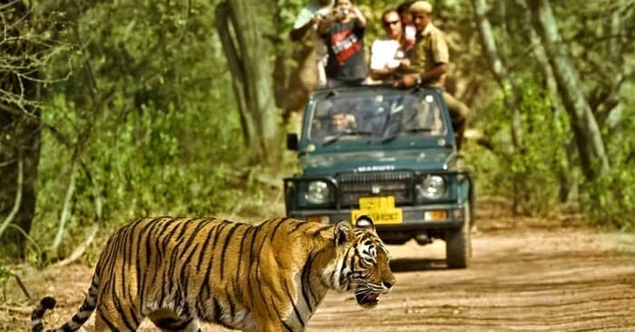 jungle